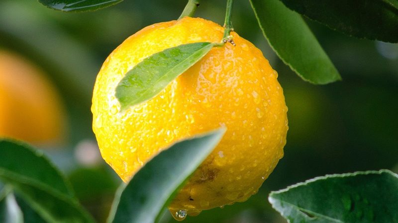 上海生物实验室耗材：揭秘其背后的技术奥秘**